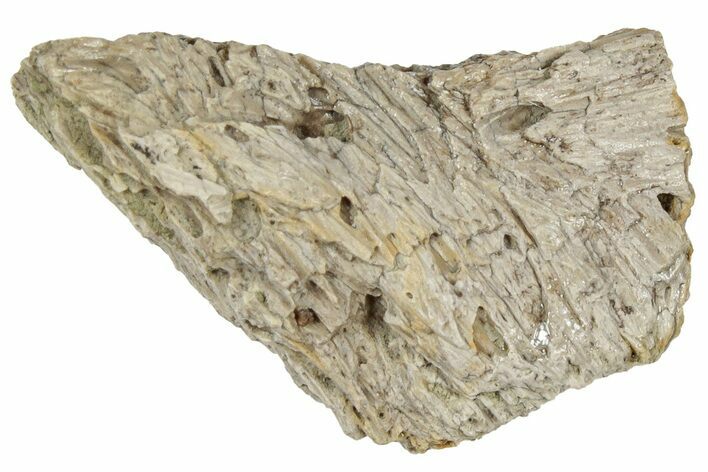 Fossil Tyrannosaur (T rex) Bone Section - Wyoming #309942